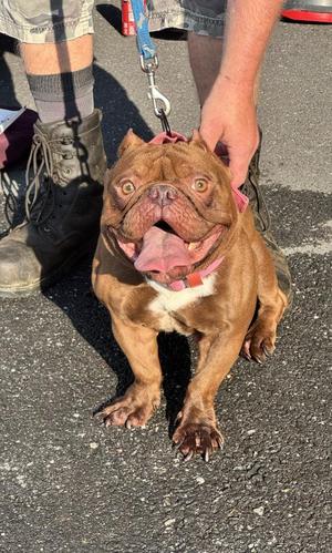 Beans, English Bulldog / Boston Terrier, adult, available for adoption