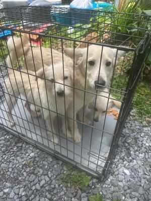 Three cream-colored dogs of varying sizes are inside a black wire crate. The crate is on a gravel surface, and foliage is visible in the background.