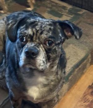 A close-up of a brindle-colored dog with a white chest, looking directly at the camera.