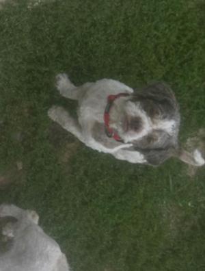 a small dog with a red collar sitting on grass