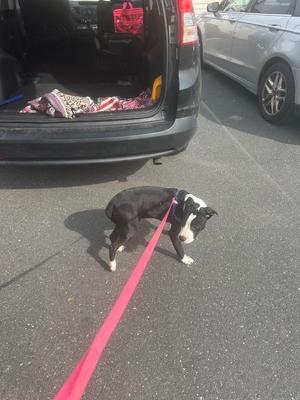 A black and white dog on a pink leash stands on pavement next to the open trunk of a car.
