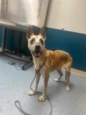 Chanel, Shepherd, senior, available for adoption