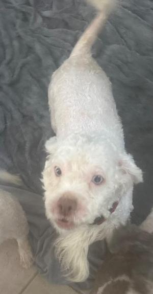 a white dog with curly fur standing on a gray blanket