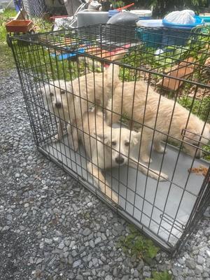 Three light-colored dogs are inside a black wire cage on a gravelly surface.