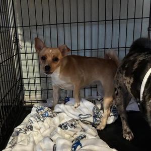 Miracle, Toy Fox Terrier / Chihuahua, puppy, available for adoption