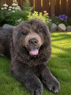 Hugo, Chow Chow, puppy, available for adoption