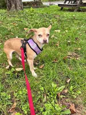 Kyla, Chihuahua, young, available for adoption