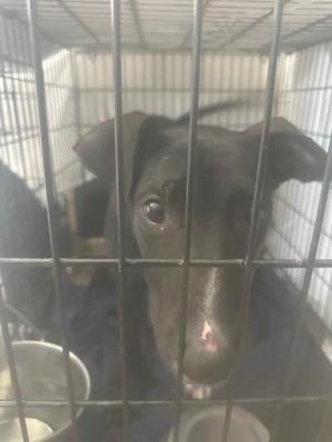 A black dog inside a metal cage, looking out through the bars.