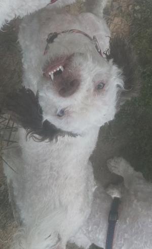 a white dog with curly fur lying on the ground, showing its teeth and tongue, with a collar around its neck