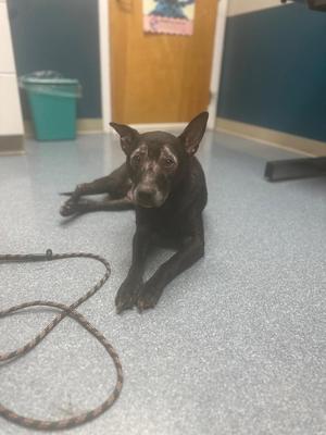 Coco, Shepherd, senior, available for adoption