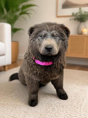 MoMo, Chow Chow, puppy, available for adoption