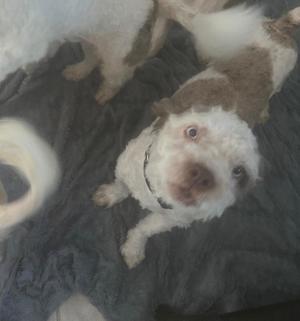 a fluffy white and brown dog lying on a dark surface