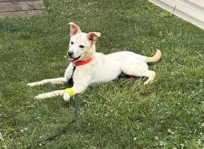 A light-colored dog with an orange collar and a yellow leg wrap lying on a green grass lawn.