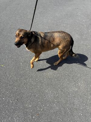 A brown and black dog walking on a leash on a paved surface.