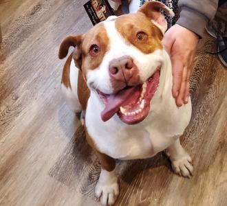 Baretta, Pit Bull Terrier, senior, available for adoption