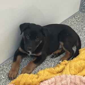 Hairy Pawter, Australian Shepherd, young, available for adoption