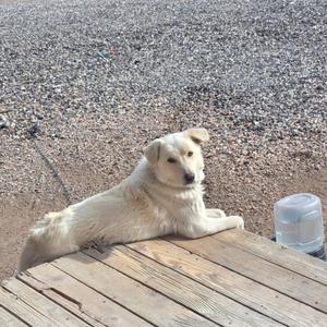 Jerry, Great Pyrenees, adult, available for adoption