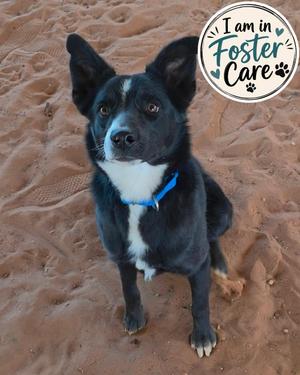 Toby Keith, Border Collie, young, available for adoption