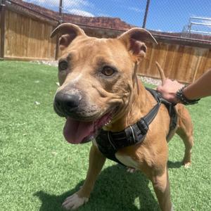 Nugget, Pit Bull Terrier, adult, available for adoption