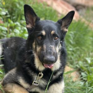 Logan, German Shepherd Dog, adult, available for adoption