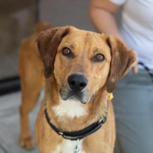 Elote, Hound, young, available for adoption