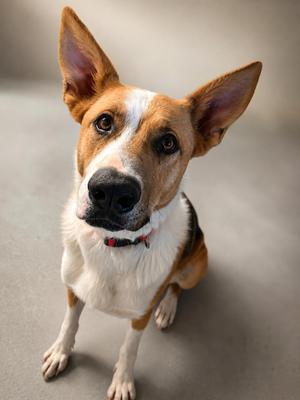 Levi, Mixed Breed, adult, available for adoption