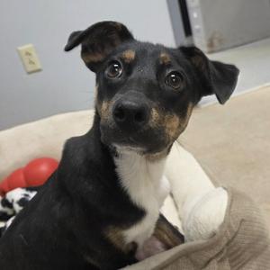 Aurora, Mixed Breed, puppy, available for adoption