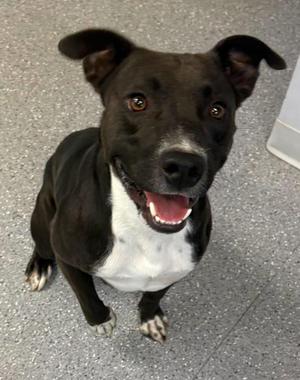 Doc, Pit Bull Terrier, young, available for adoption