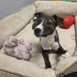 A brown and white dog sitting in a beige dog bed with a pink stuffed toy and a red ball nearby.
