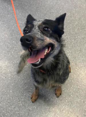 Minnie, Australian Cattle Dog / Blue Heeler, young, available for adoption