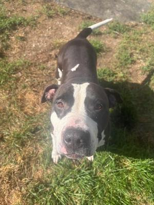 Lizzie, Pit Bull Terrier, adult, available for adoption