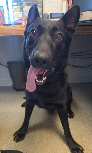A black dog with its tongue out, sitting on a carpeted floor.