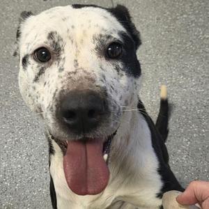 A black and white spotted dog with its tongue out, looking at the camera.