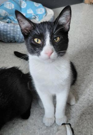 Rome @ The Cat's Brew (bonded with Oslo), young, available for adoption