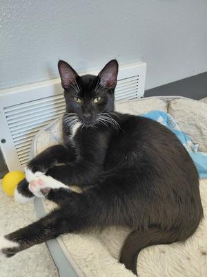 Dubai, young, available for adoption