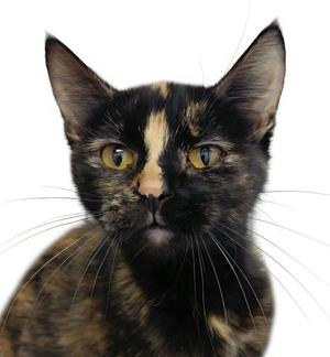Roxie, adult, available for adoption