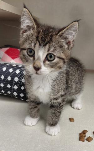 A gray and white tabby kitten with large green eyes stands on a light-colored surface, looking directly at the camera. The kitten has white paws and a white chest, and there are a few brown kibble pieces scattered on the floor nearby. In the background, there is a black and white patterned cushion and a red and white blanket.
