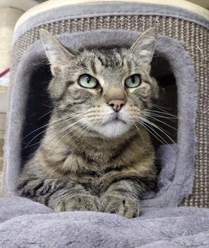 A tabby cat with green eyes is sitting inside a cozy, gray cat bed. The cat is looking directly at the camera with a calm expression. The bed has a soft, plush interior and a woven exterior.
