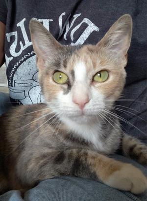 Jasmine, adult, available for adoption