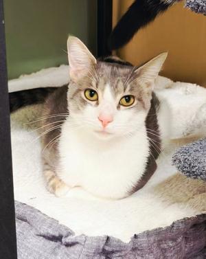 Nico @ The Cat's Brew, adult, available for adoption