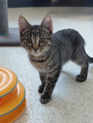 Allie, kitten, available for adoption