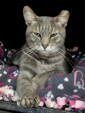 A gray tabby cat sitting on a patterned blanket with pink and white paw prints.