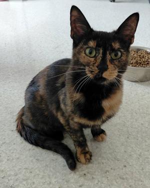 Penny @ The Cat's Brew, adult, available for adoption