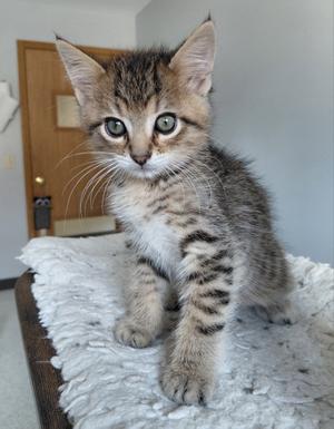 A tabby kitten with large green eyes and white paws, sitting on a fluffy white blanket.