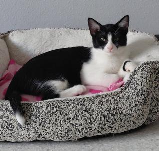 Oslo @ The Cat's Brew (bonded with Rome), young, available for adoption