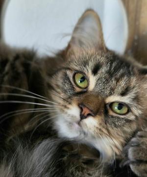 Rue @ The Cat's Brew, kitten, available for adoption