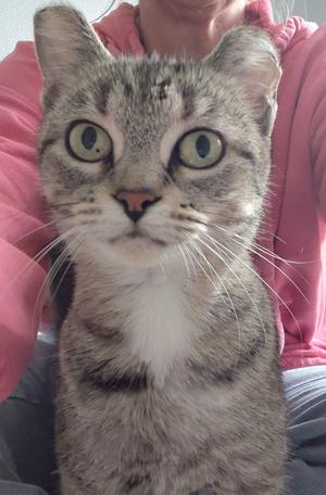 A close-up of a tabby cat with green eyes and white fur on its chest, being held by a person in a pink shirt.