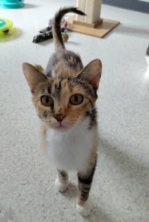 A calico cat with a white chest and brown, black, and orange fur on its head and back, standing on a light-colored floor. The cat has large, round eyes and is looking directly at the camera. In the background, there are some toys and a scratching post.