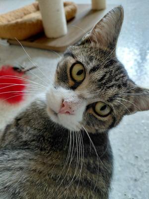 Jimmy, adult, available for adoption