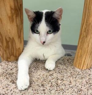 Bart @ The Cat's Brew, adult, available for adoption